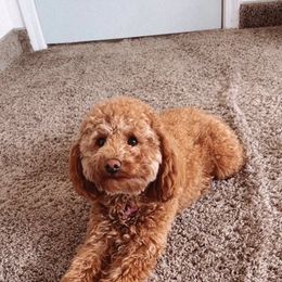 Minnie - Poodle