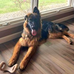 German Shepherd All Grown Up from Mächtiger Barkerheim German Shepherds