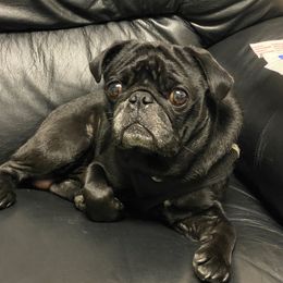 Fat Daddy - Pug