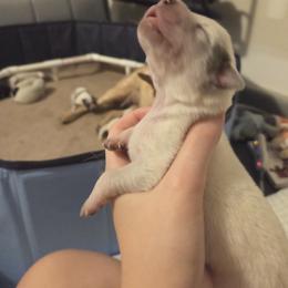 Australian Cattle Dog Puppies from Wild Sage Cattle Dogs