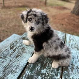 Aussiedoodle and Australian Shepherd Puppies from Dark Water Standards