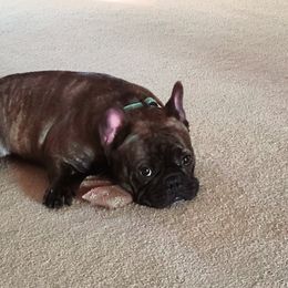 Boston Terriers and French Bulldogs from Angel's Boston Terriers and French Bulldog