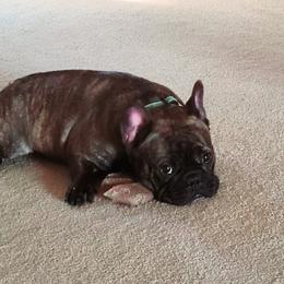 Boston Terriers and French Bulldogs from Angel's Boston Terriers and French Bulldog