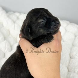 Willow - Brindle female Dachshund puppy in New Braunfels, Texas from 2 Knights Doxies
