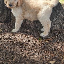 Luna(Pink Collar) - Cream female Poodle puppy in Columbia, South Carolina from Jones Poodles