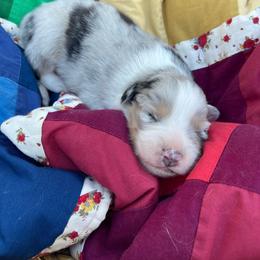 Fritz - Blue merle male Australian Shepherd puppy in Trail, Oregon from Stapp's Australian Shepherds