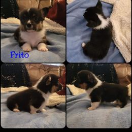 Pembroke Welsh Corgi Puppies from STR Corgis