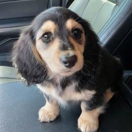 Reba black and cream  2500 - Black and cream female Dachshund puppy in Lexington, Oklahoma from Long Doggy Acres Miniature Dachshunds