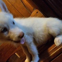 Siberian Husky Puppies from Jackson's Siberians