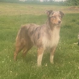 Reese - Australian Shepherd