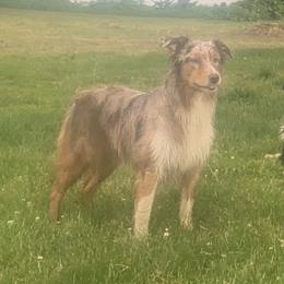 Reese - Australian Shepherd