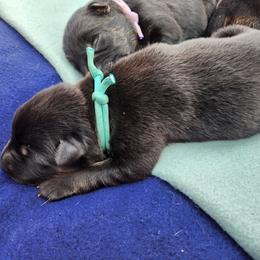 Green collar - Bi-color female German Shepherd puppy in Ramsey, Illinois from Haus-Farr German Shepherds