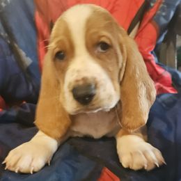 Boy 2 - Basset Hound puppy from Bad and Boujee Basset Hounds