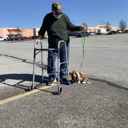 Lilly - Brown and white female Basset Hound puppy in Missouri from Clevenger Farms