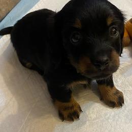 MIDNIGHT - Black and tan male Dachshund puppy in Elizabethtown, Kentucky from Teeny Tiny Puppy Tails