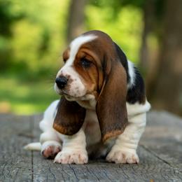 Boy 1 - Black brown and white male Basset Hound puppy in Harwood, Missouri from Bar H Farms