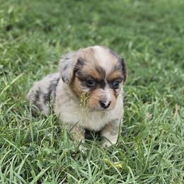 Male 2 - Blue merle and white male American Corgi puppy in Portland, North Dakota from Sliding stop corgis