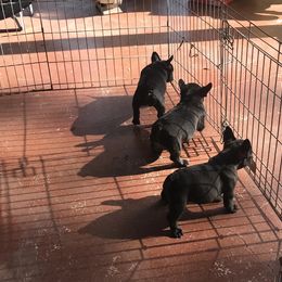 French Bulldog Puppies from Hilltop French Bulldogs