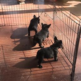 French Bulldog Puppies from Hilltop French Bulldogs