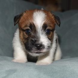 Juliet Boy 3 - White and tan male Russell Terrier puppy in Middletown, Virginia from DBF Russell Terriers