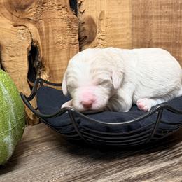 Orange collar, female - Cream and white female Aussiedoodle puppy in Lavonia, Georgia from H & A Kennels