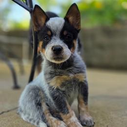 Memphis - Blue speckled male Australian Cattle Dog puppy in Knoxville, Tennessee from Shada Australian Cattle Dogs