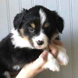 Raven - Black and tan female Pembroke Welsh Corgi puppy in Fayetteville, Arkansas from Intergalactic Corgis