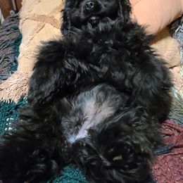 Cocker Spaniel All Grown Up from Rustic Creek Cocker Spaniels