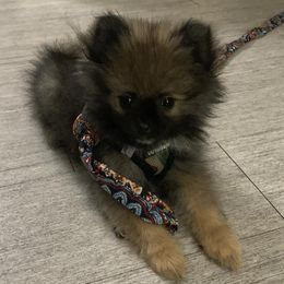 Pomeranians from PomPerfection