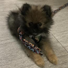 Pomeranians from PomPerfection