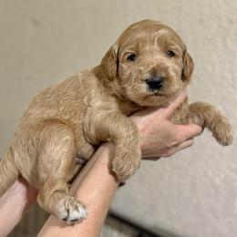 Gingerbread (Brown Collar) - Cream male Goldendoodle puppy in Bay City, Texas from Charming Doods
