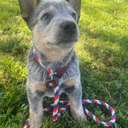 Australian Cattle Dog Puppies from DoReMi ACDs