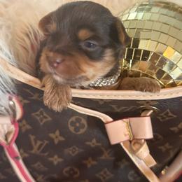 Girl 3 - Chocolate and tan female Yorkshire Terrier puppy in Taylorsville, North Carolina from SilverLining highlands and hounds