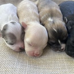 Chihuahua Puppies from N&T's Chihuahuas