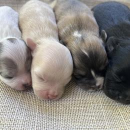 Chihuahua Puppies from N&T's Chihuahuas