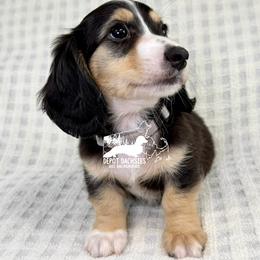 Charlie, Black and Cream, Long hair, AKC - Blue and cream male Dachshund puppy in South Easton, Massachusetts from Depot Dachsies
