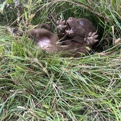 Chesapeake Bay Retriever Puppies from GemiLamb Gun Dogs