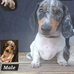 Stripes - Dachshund puppy from Paula's Dachsunds