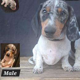Stripes - Dachshund puppy from Paula's Dachsunds