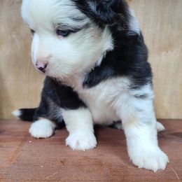 Miniature Australian Shepherd and Toy Australian Shepherd Puppies from Beasley Acres Aussies