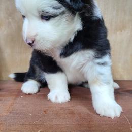 Miniature Australian Shepherd and Toy Australian Shepherd Puppies from Beasley Acres Aussies