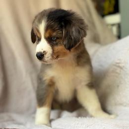 Honey Crisp - Blue merle female Australian Shepherd puppy in Wayne, West Virginia from Creek Side Aussies & Doodles