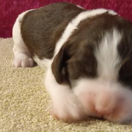 Mary - Liver and white female English Springer Spaniel puppy in North Carolina from Ebenezer Valley ESS