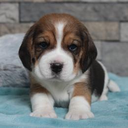 Erwin - Black tan and white male Beagle puppy in Morrill, Kansas from Kelle Beagles