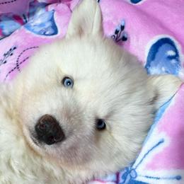 AKC Bubbles - Sable and white female Siberian Husky puppy in Centreville, Maryland from Huskies By the Bay