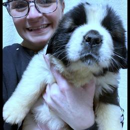 Green Collar - Mahogany and white female Saint Bernard puppy in New Philadelphia, Ohio from Fletchers Saints