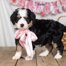 Kenai - Tri-color female Bernedoodle puppy in St Joe, Indiana from Pawsh Bernedoodles