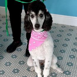 Poodle All Grown Up from KD's Luxury Nursery