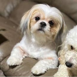 Adult Shih Tzu Poochie - Cream female Cockapoo puppy in Ocoee, Florida from Puppie Poos 4 U