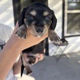 Bear - Black and tan male Dachshund puppy in Tomball, Texas from Gutierrez House of Doxies